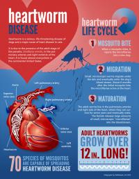 HeartwormDisease