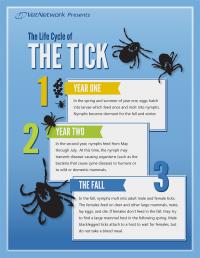 Tick Life Cycle