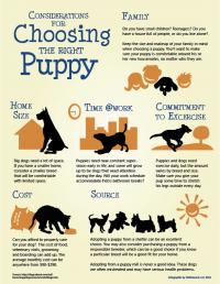 infographic_puppy